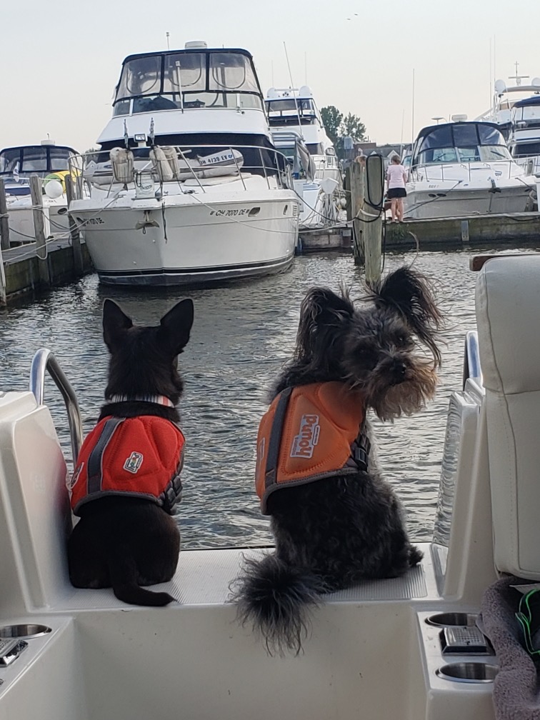 Dog Life Jackets